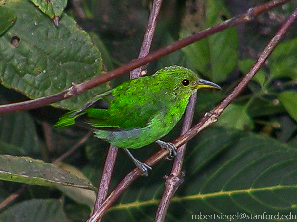 green honeycreeper